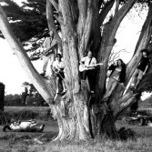 akaletree-bw.jpg
